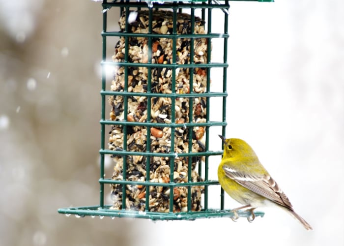 Suet Bird Feeders