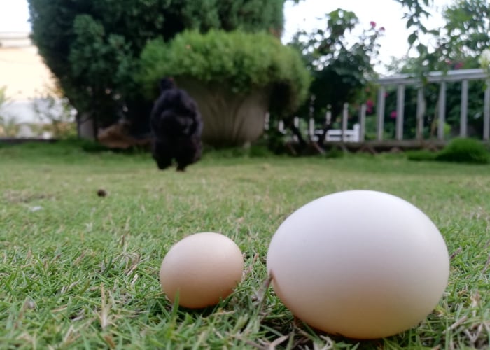 What causes a fart egg