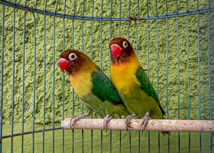 Where to place a bird cage