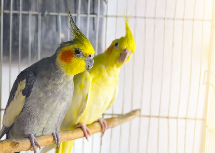 Where to put bird cage in house