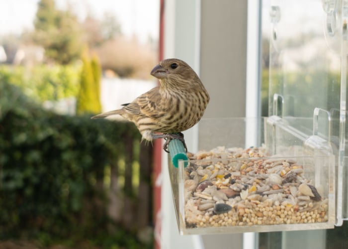 Window Feeder for Birds