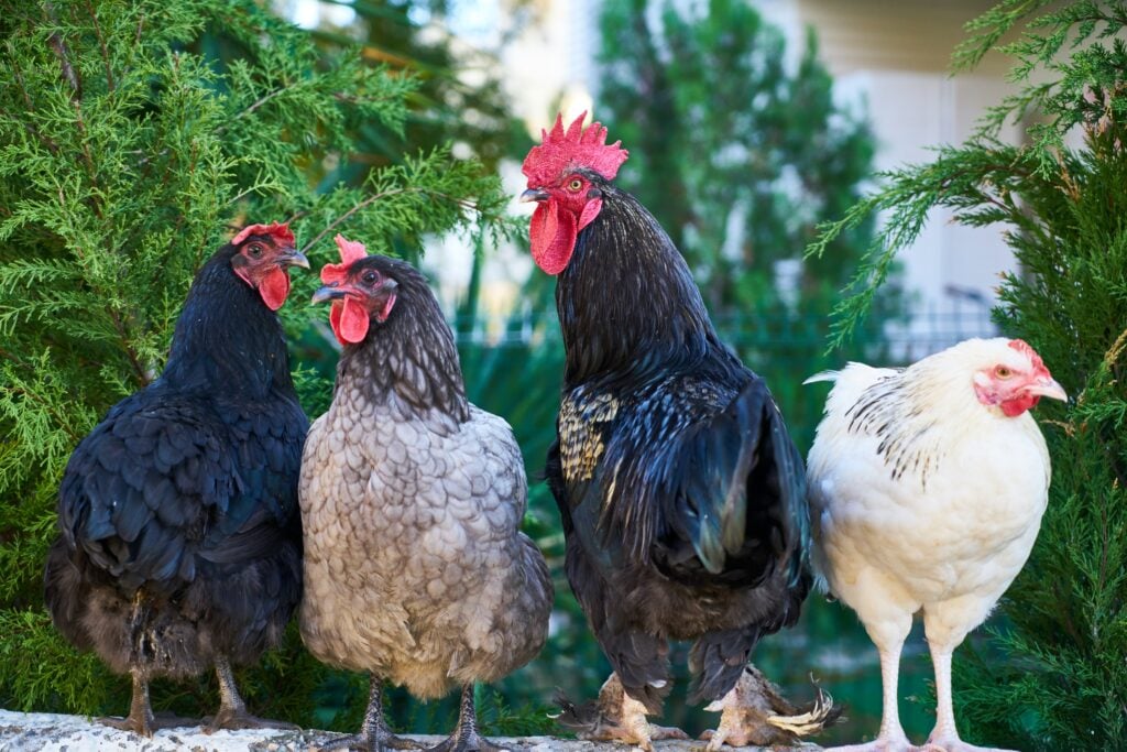 Chickens roosting outdoor