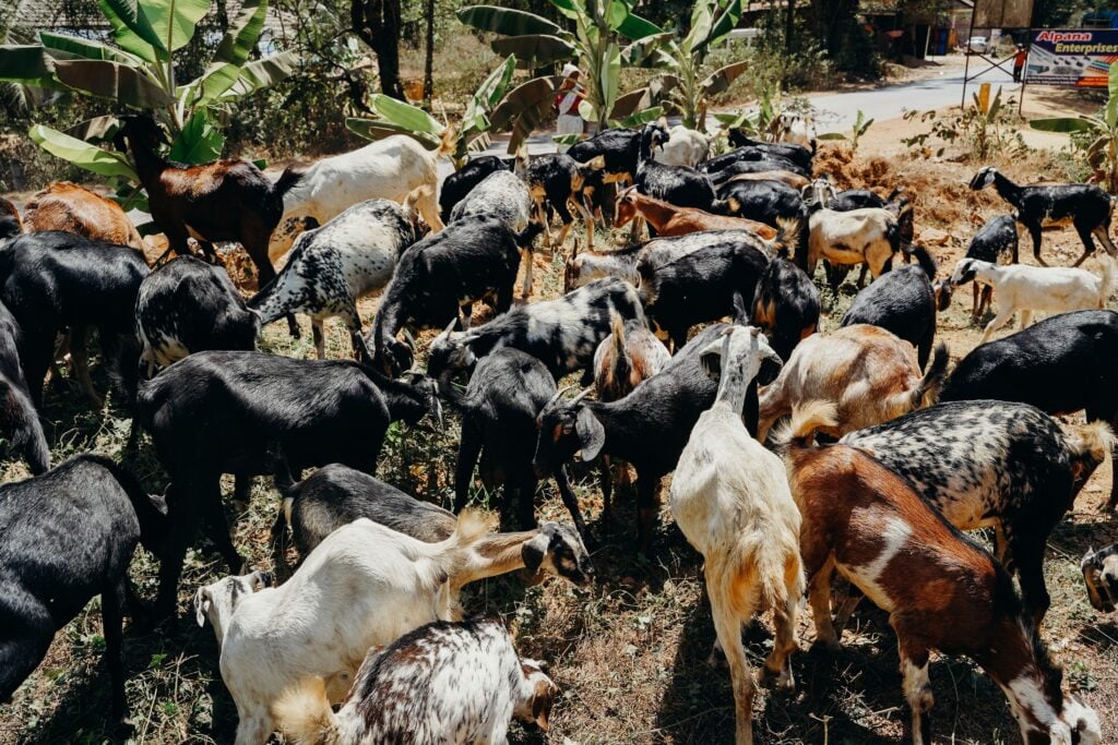 goats grazing to reduce wildfire risk