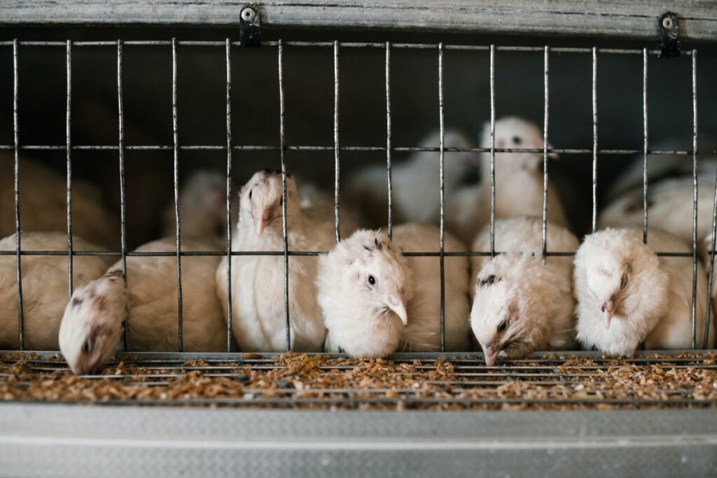 waste-based chicken feed for chickens
