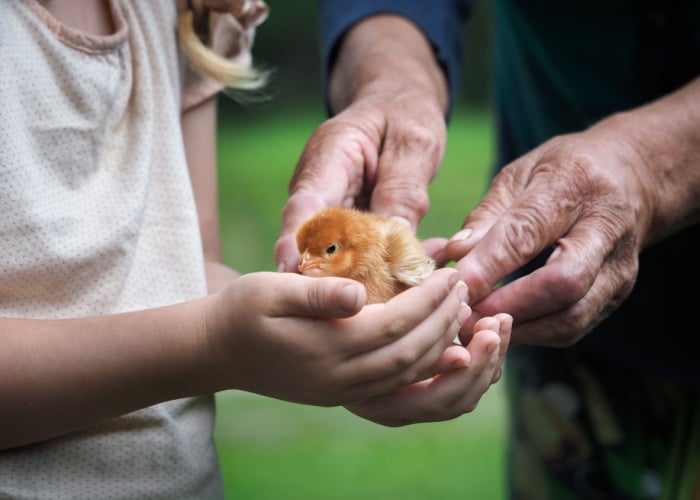 Baby chick handed to a child