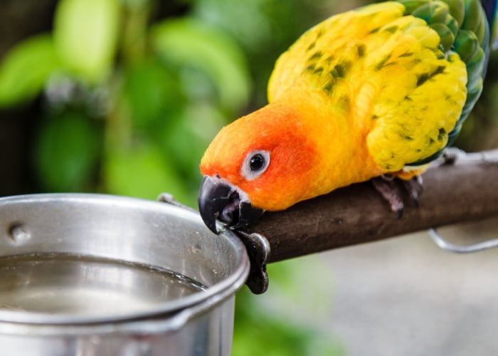 Bird drinking water