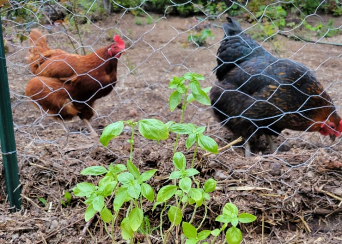 Can chickens eat fresh basil