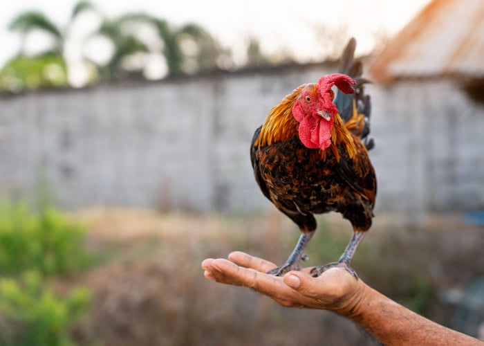 Chicken emotional support animal