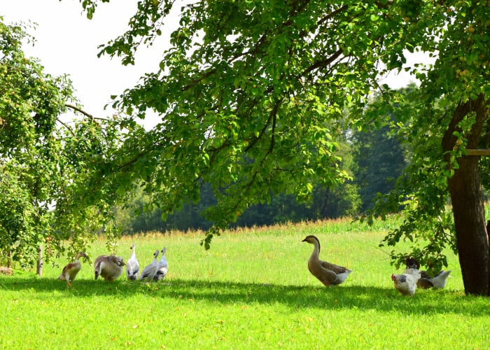 Chickens in a shaded area
