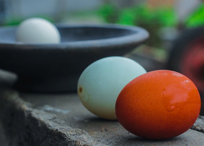 Difference between duck and chicken eggs