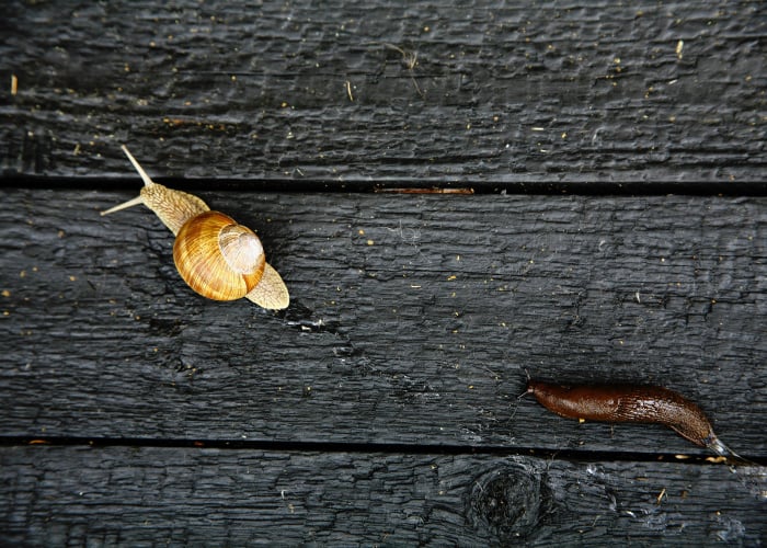 Do Chickens Eat Snails and Slugs?