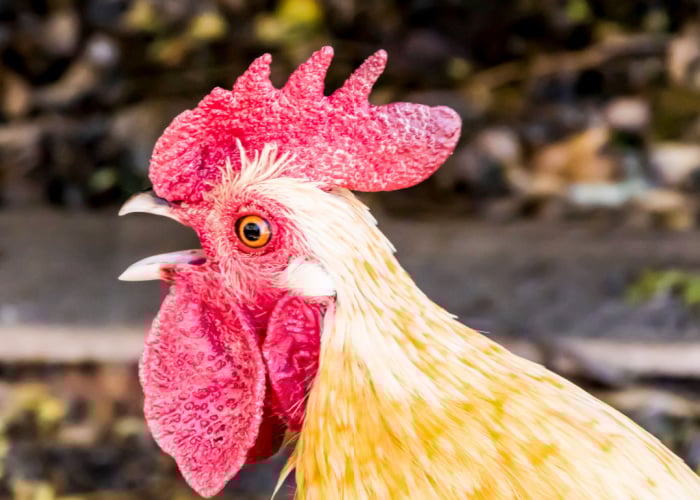 Does chicken have teeth