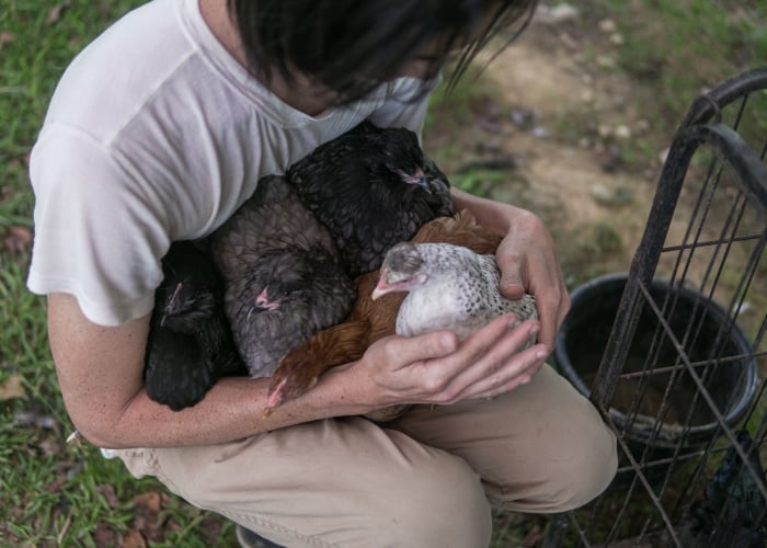 Emotional support chickens