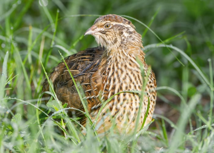 European Common Quail