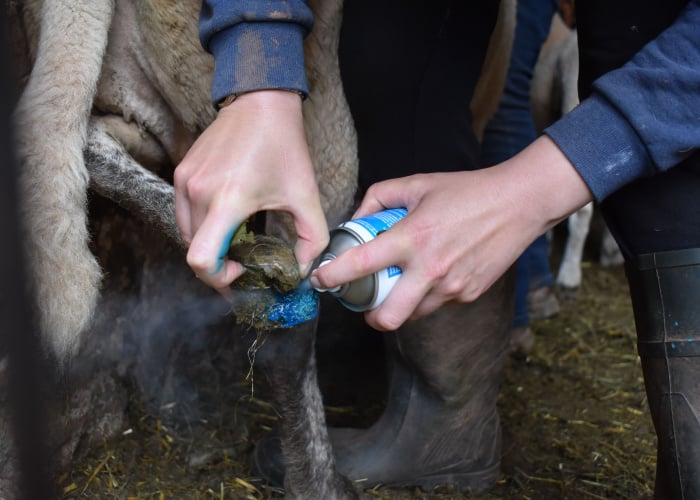 Goat hooves problems