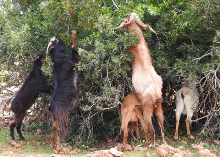Goats eating trees
