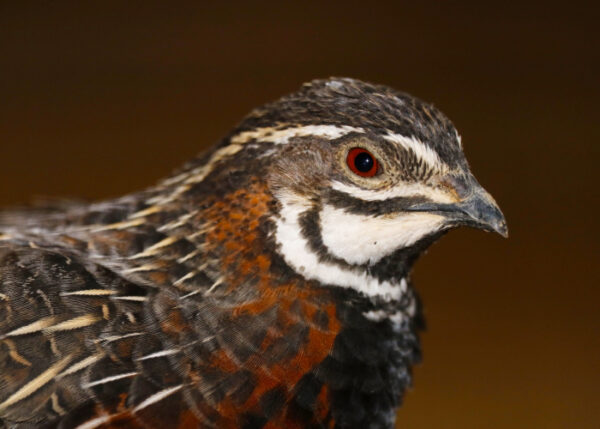 Harlequin Quail Breed: Everything You Need to Know - The Happy Chicken Coop