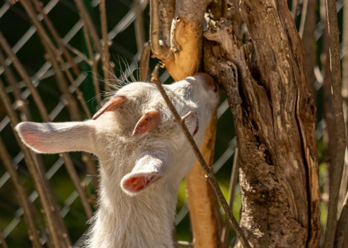 How to Keep Goats from Eating Trees: Build Fences