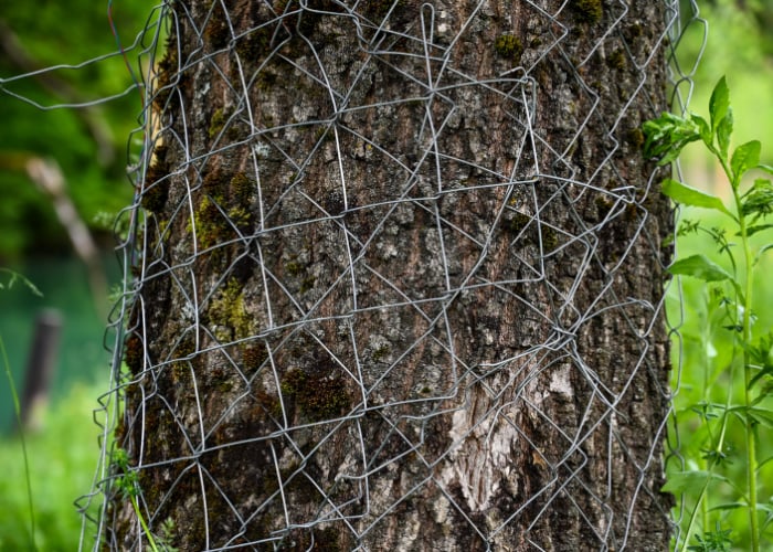 How to Keep Goats from Eating Trees: Wrap trees