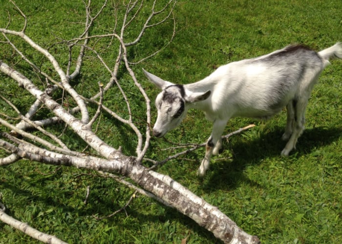 How to Stop Goats From Eating Trees