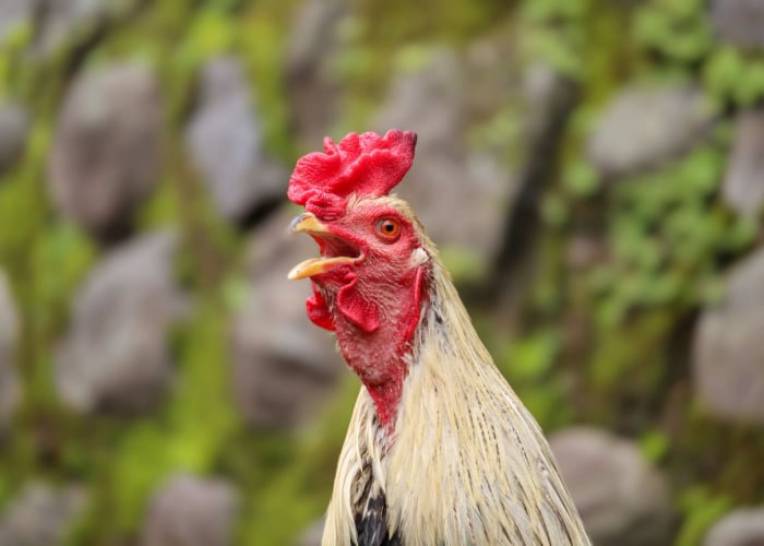 Why dont birds have teeth