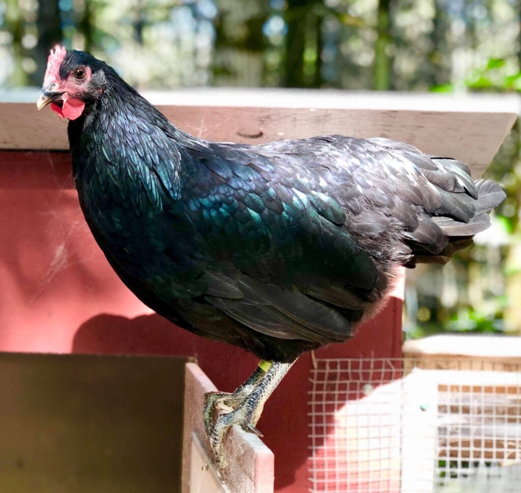 blue isbar pullet