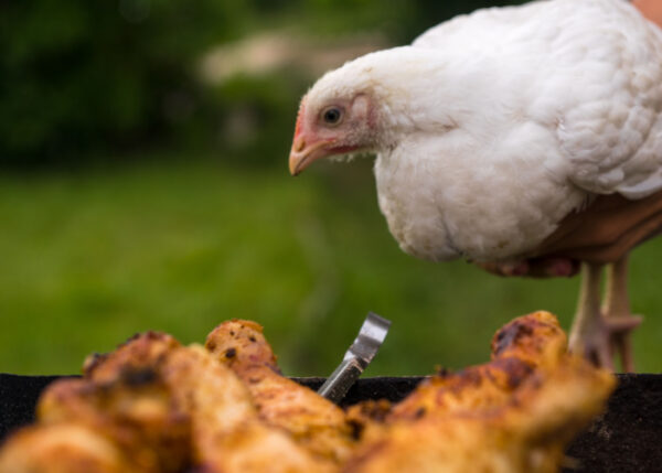 Can Chickens Eat Chicken? - The Happy Chicken Coop
