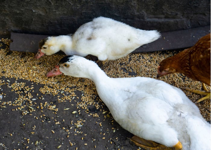 can ducks eat chicken feed vs duck feed
