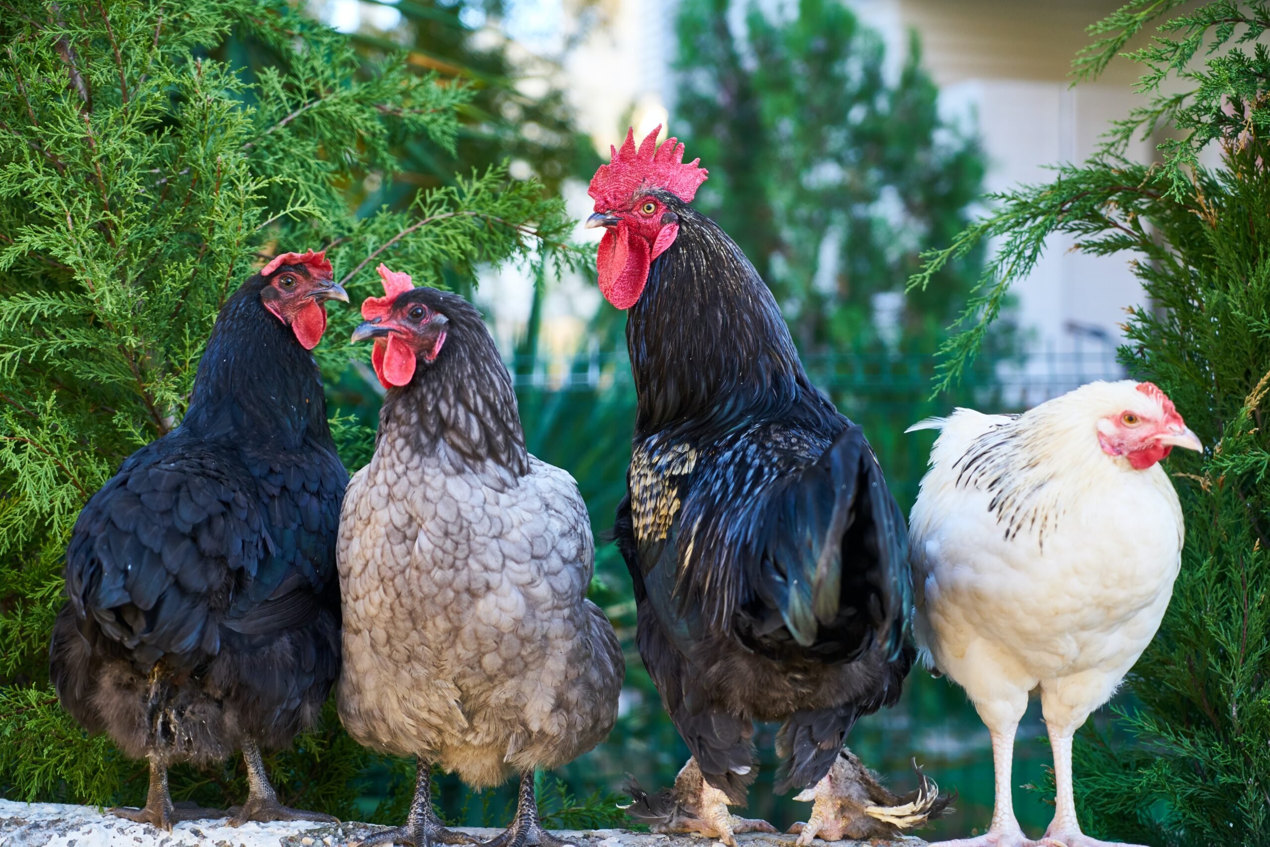 chicken flocks and music