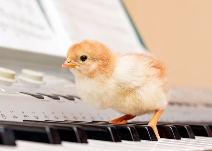 do chickens love music
