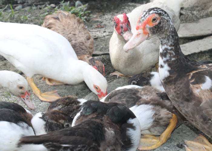 duck eating duck feed