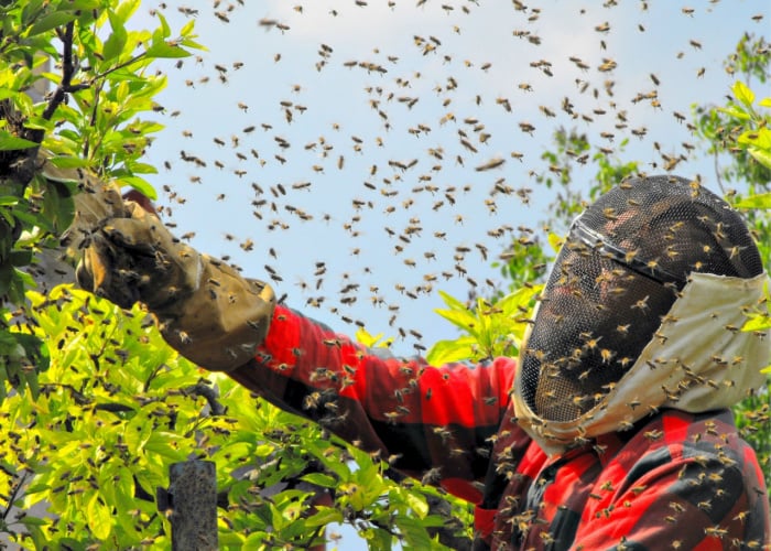 handle aggressive bees as beekeeper