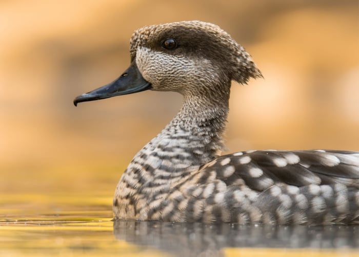 marbled duck characteristics