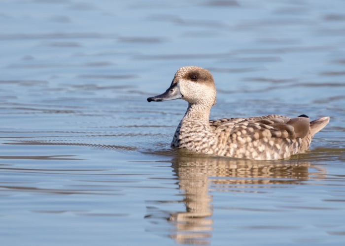 marbled duck in the pond