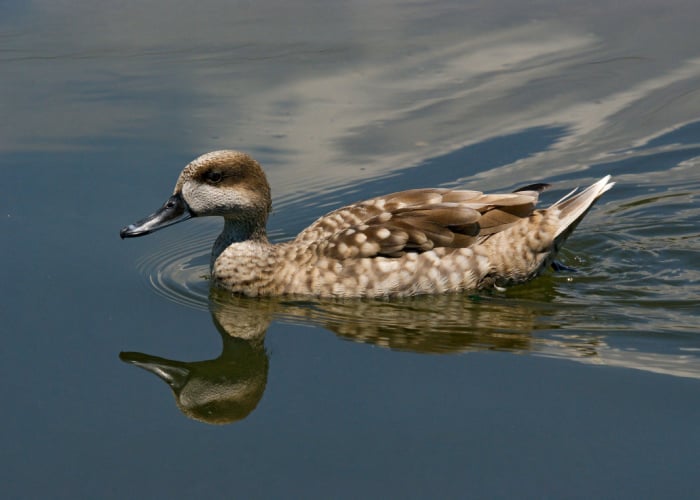 marbled teal on the pond