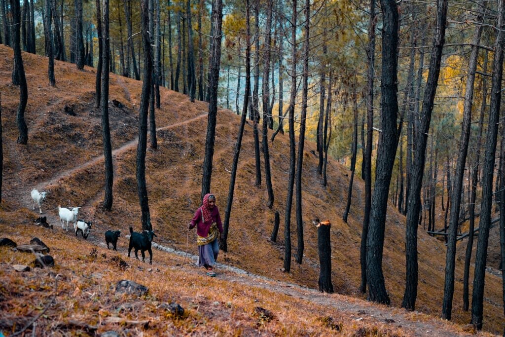 goat hiking