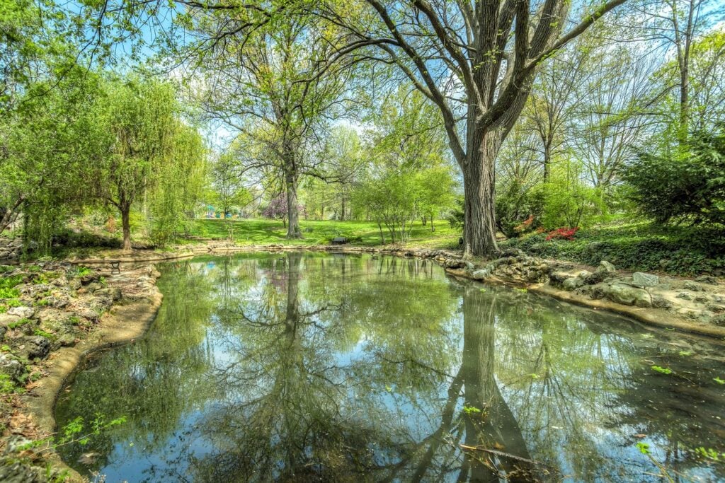 pond wetland habitat for ducks