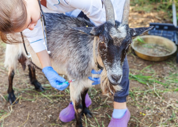 thiamine in goats