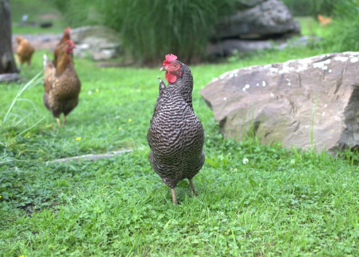 wry neck chickens