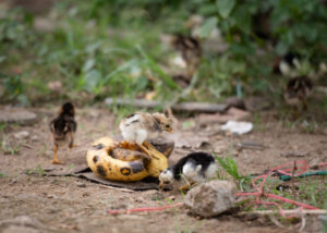 Can Chickens Eat Mango? - The Happy Chicken Coop
