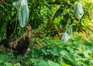 Can Chickens Eat Mango? - The Happy Chicken Coop