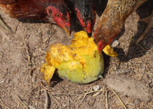 Can Chickens Eat Mango? - The Happy Chicken Coop