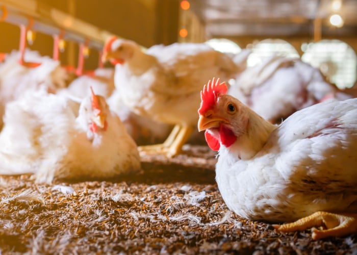 Chickens in a poultry farm