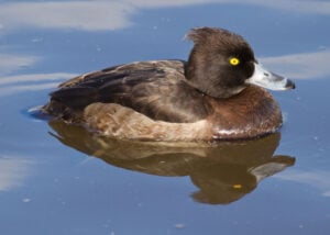 Female tufted duck