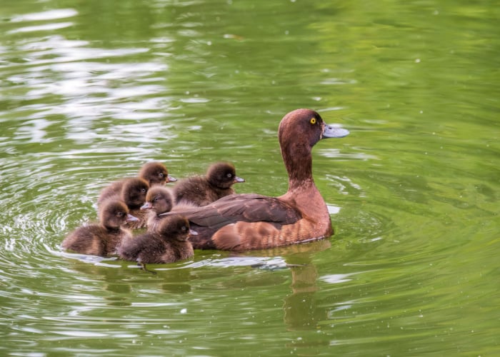 Female tufted duck with tufted ducklings