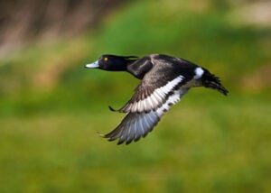 Flying male tufted duck
