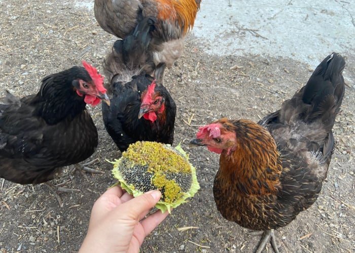 Man offering sunflower to chickens