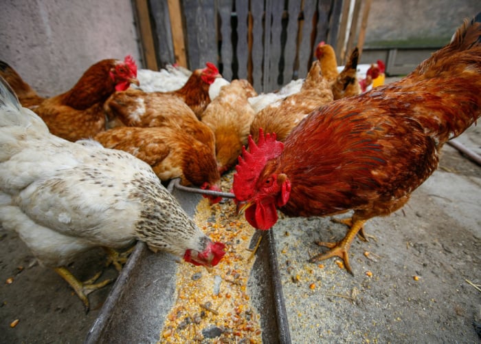 Sunflower seeds and chickens