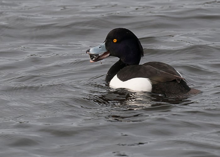 Swimming male tufted duck