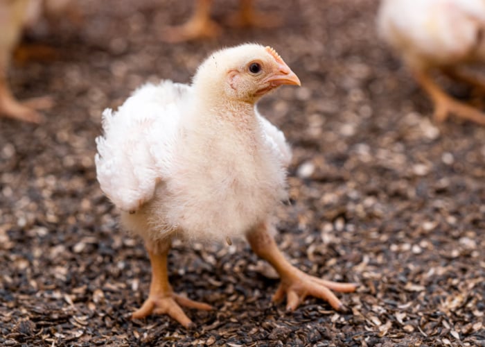 When can chickens eat sunflower seeds